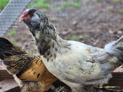 Easter Egger Pullet Or Cockerel BackYard Chickens Learn How To