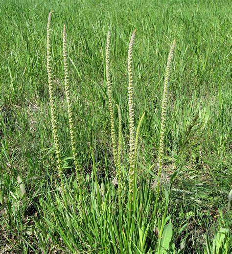 Triglochin Maritima Seaside Arrowgrass S M Dulnuan Flickr