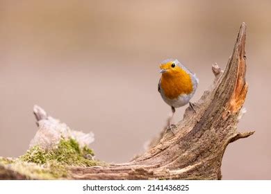 359 Fat robin bird Images, Stock Photos & Vectors | Shutterstock