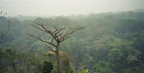 Animals Plants Rainforest: Deforestation Threatens Cultural Society (Indonesia case study)