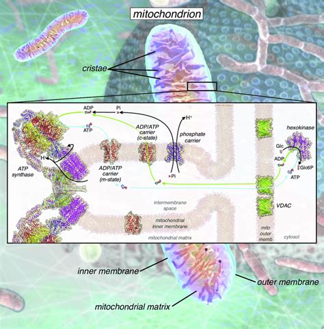 The Role Of Adp And Atp Transport In Oxidative Phosphorylation In