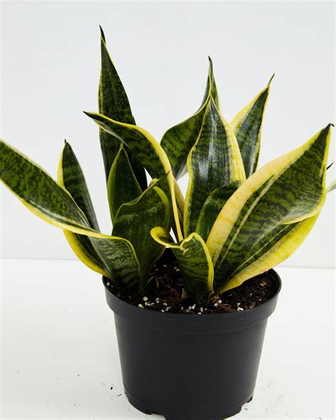 Superba Snake Plant Easy Care Lively Root