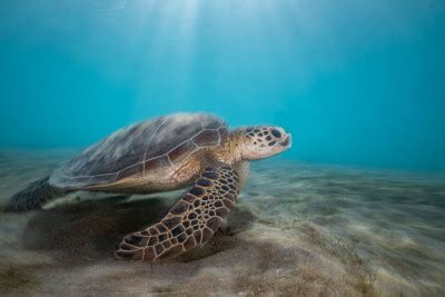 Living On Seagrass By Serge Melesan