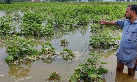 Anantapur Untimely Rains Cause Huge Damage To Crops