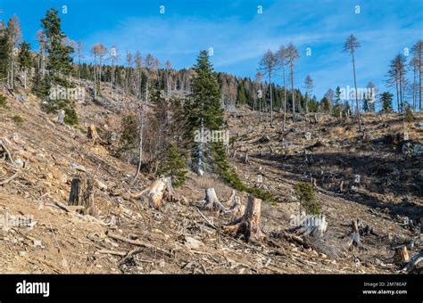 Damage caused by storm VAIA (cyclone Adrian) on the Lagorai mountains in October 2018, dead ...