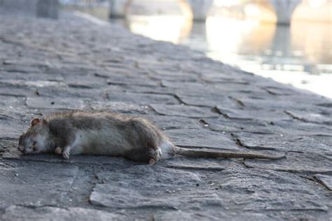 The Biblical Significance Of Dead Rats In A Dream John Baptist Church