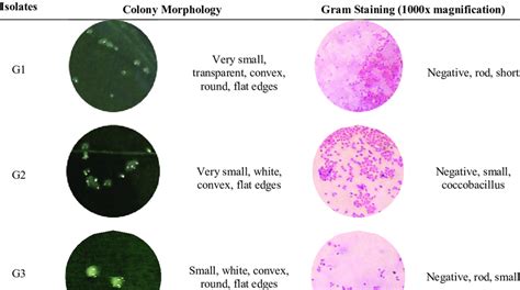 Cell Morphology Gram Staining And Colony Morphology Of Isolated Sexiz Pix