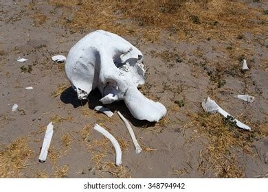 Elephant Skull Okavango Delta Landscape Circle Stock Photo