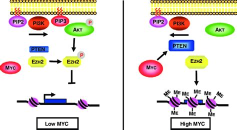 An Epigenetic Model For Myc Mediated Gene Repression Left Cells With