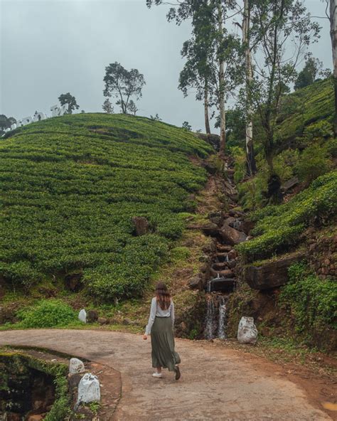 Nuwara Eliya Tea Factory - Great Experience at Damro Tea