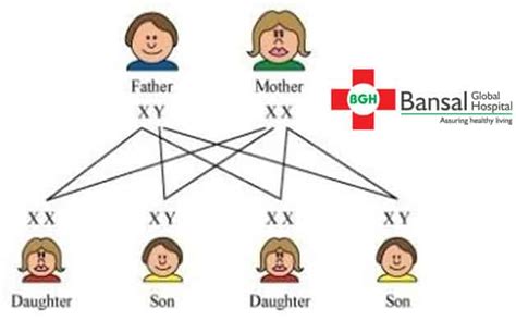 Gender Determination In Humans Best Maternity Hospitals In Delhi