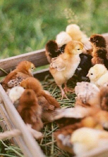 Several Chickens Are In A Wooden Box On The Grass