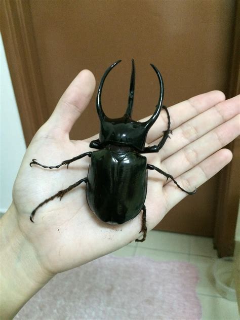 My Pet Beetle, Chalcosoma Caucasus. This beetle is native only in my ...