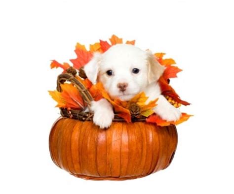 9 Best Thanksgiving Dogs Images On Pinterest Happy Thanksgiving