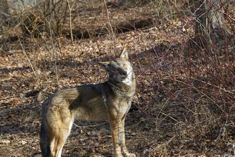 Red wolf at Wolf Conservation Center, a Red Wolf Species Survival Plan ...