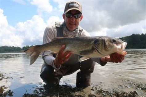 Aprenda o mejore la pesca de la lubina a mosca en vídeo