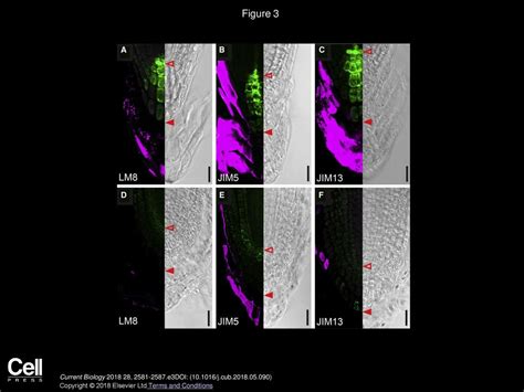 Carole Dubreuil Xu Jin Andreas Gr Nlund Urs Fischer Current Biology