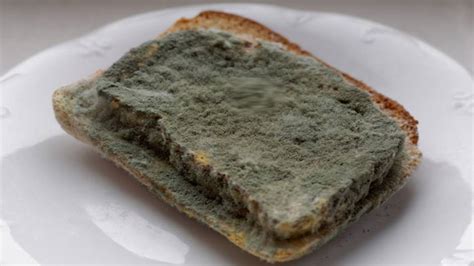 Black Fungus Infection: Keep A Watch On Your Bread, Know The Protection Tips