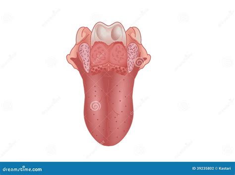 Human Tongue Vector Illustration Cartoondealer