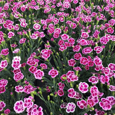 Dianthus Pink Kisses Características Y Cuidados