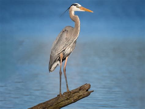 Great Blue Heron Ebird