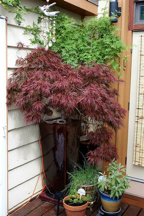 How To Grow Red Dragon Japanese Maples Gardeners Path