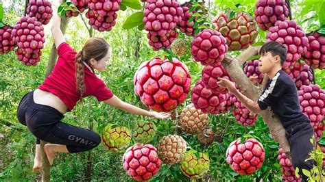 FULL VIDEO 60 DAYS Harvesting FOREST FRUITS Goes To The Market Sell