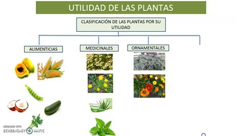 Clasificación de las Plantas Descubre su Maravilloso Mundo y Utilidad