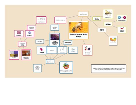 Get Sistema Inmunologico Mapa Conceptual Png Nietma Images