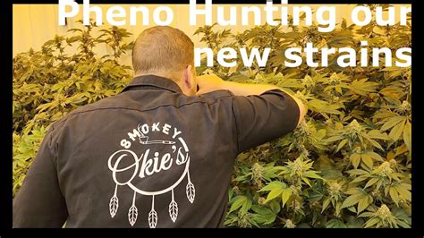 Pheno Hunting Our Own Breeding Projects Plus Dragon S Flame Genetics