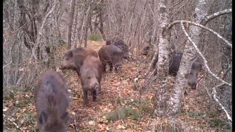 Agricoltura Emergenza Ungulati Ad Arezzo Costi E Danni Incalcolabili