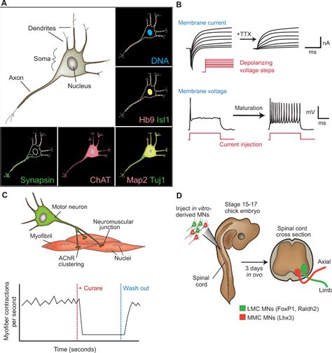 Figure 3 From How To Make Spinal Motor Neurons Semantic Scholar