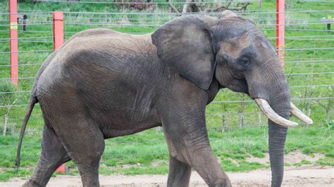 Shaka The African Bull Elephant Arrives In Somerset Itv News West Country