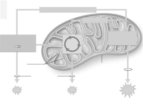 During Cellular Respiration ATP Is Formed In The Cytosol And In The