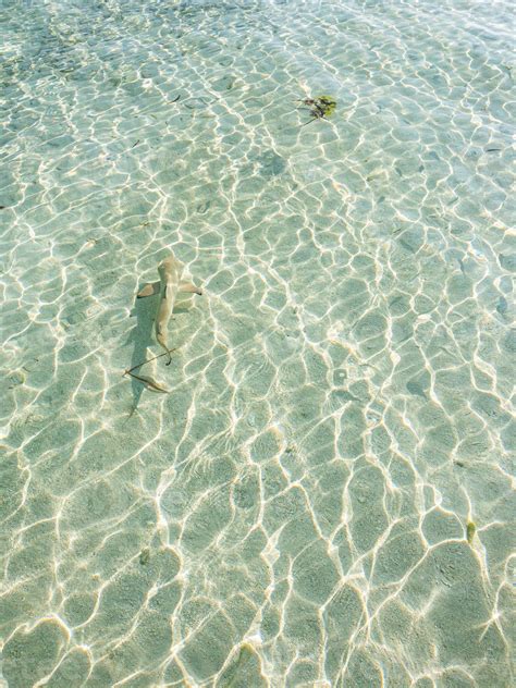 Reef Shark Swimming In Crystal Clear Shallow Water Maldives Blacktip