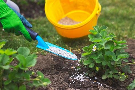 Erdbeeren Pflege Im Frühjahr Tipps Für Reiche Sommerernte