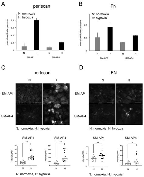 Comparative Expression Levels Of Perlecan And FN Under Normoxia And