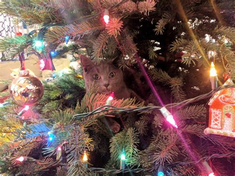 Can You Spot These Cats In The Christmas Trees? – Fresh Positivity