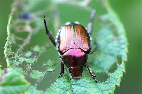 How To Identify And Control Japanese Beetles Simplym Press