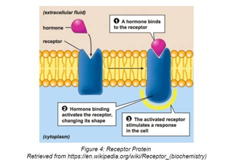 Enzymes And Receptors Seeking Out The Perfect One Stereochemistry