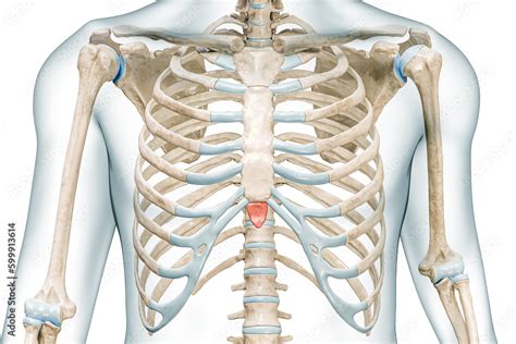 Xiphoid Process Bone Of The Sternum In Red Color With Body D Rendering