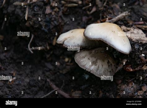 Wild Fungus Mushrooms And Toadstools Stock Photo Alamy