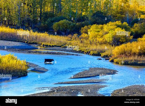 Cattle Ranch In Foothills Of Rocky Mountains Hi Res Stock Photography