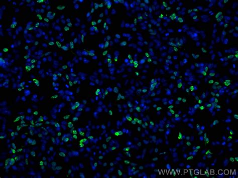 Ha Tag Antibody 81290 1 Rr Proteintech 武汉三鹰生物技术有限公司