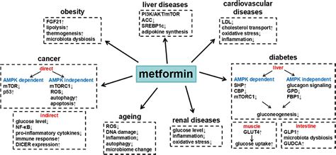 Frontiers Metformin And Its Benefits For Various Diseases