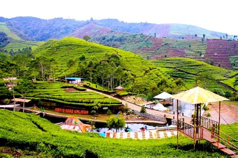 Sejuknya Agrowisata Kaligua Suguhkan Panorama Pekrebunan Teh Nan Hijau