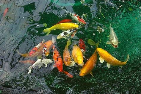 Cuidando A Tus Peces Koi Alimentaci N Reproducci N Consejos Y