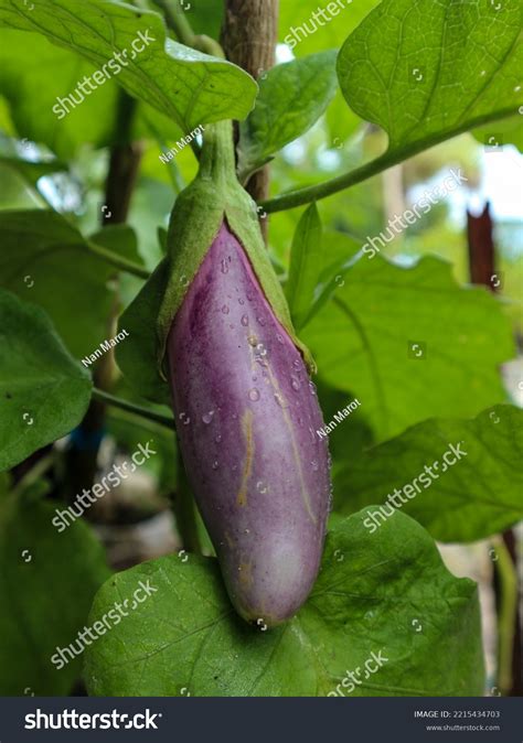 Solanum Melongena Terong Egg Plants Stock Photo 2215434703 Shutterstock