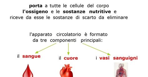 L Apparato Circolatorio Scienza Vasi Sanguigni Cellulare