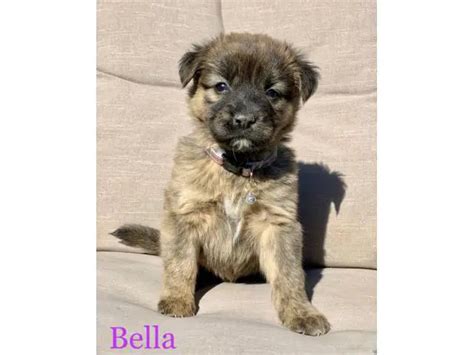 6 Husky Mastiff Mix Puppies in Phoenix - Puppies for Sale Near Me